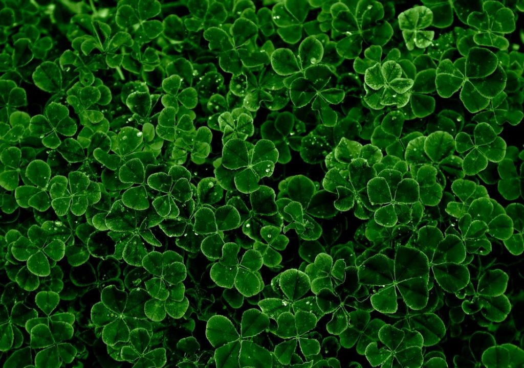 hypnose vannes hypnothérapeute