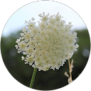 Inès Daniel profile picture